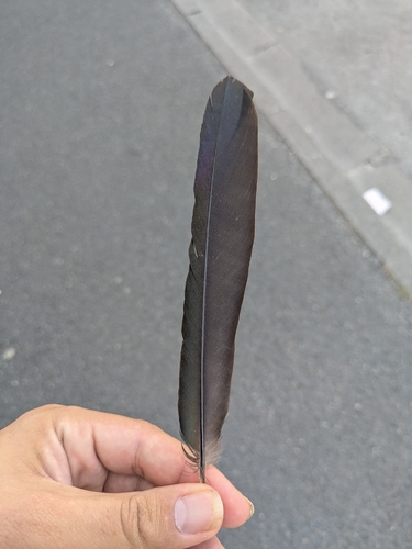Plume de Pie bavarde