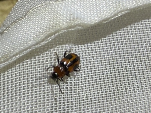 Ancylopus pictus observed 2026-08-11