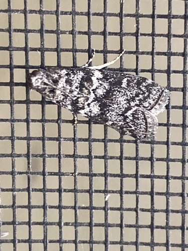 iNaturalist observation photo of Heath Knot-horn