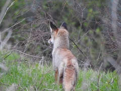 Vulpes vulpes