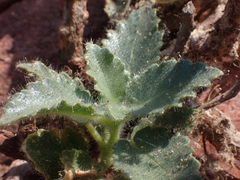 Eucnide urens, photograph (c) Stevie Steele, some rights reserved (CC BY)