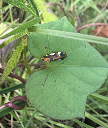 Southern Spragueia Moth