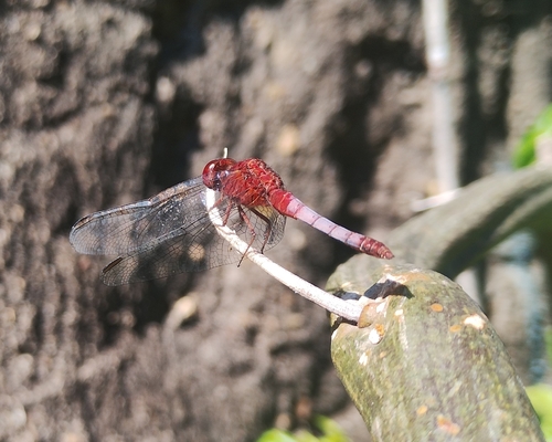 Red-faced Dragonlet photo 2