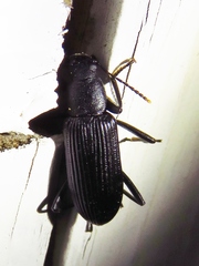 Strongylium terminatum