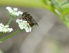 Copestylum tamaulipanum