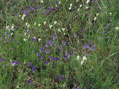 Viola etrusca