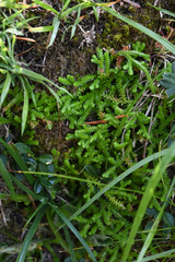 Selaginella helvetica, photograph (c) Matteo Martini, some rights reserved (CC BY)