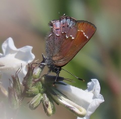 Callophrys muiri
