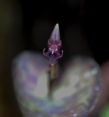 Pleurothallis peculiaris