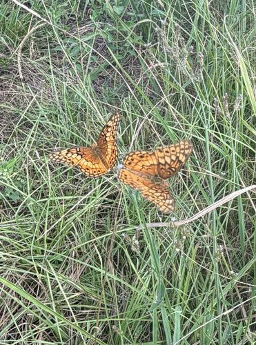 Variegated Fritillary