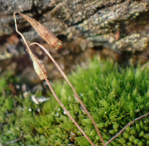 Gemmabryum caespiticium observed 2026-08-10