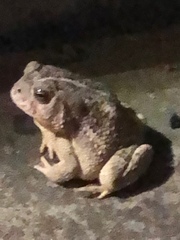 Anaxyrus fowleri