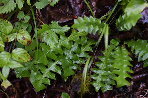 Aposeris foetida, photograph 5
