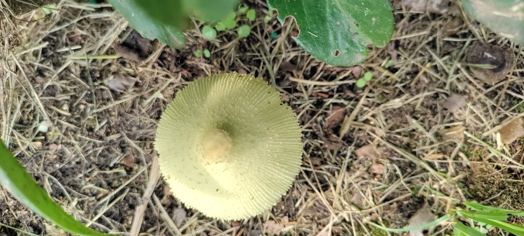 flowerpot parasol · August 2026 · photo: Photo: (c) ksaro1, some rights reserved (CC BY) · iNaturalist