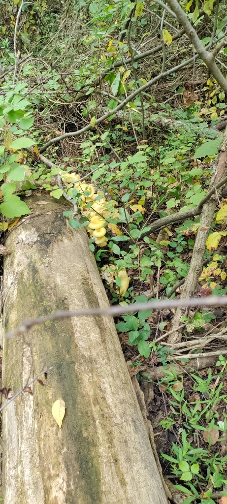 Golden Oyster Mushroom · August 2026 · photo: Photo: (c) ksaro1, some rights reserved (CC BY) · iNaturalist