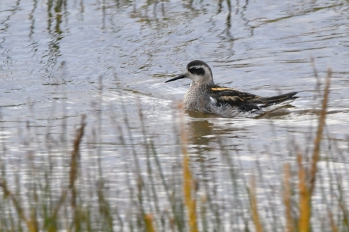Red-necked Phalarope