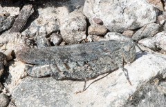 Trimerotropis occidentalis