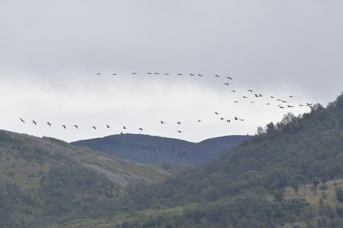 Common Crane