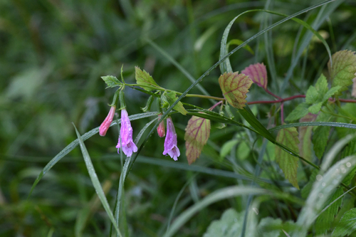Clinopodium grandiflorum, photograph 6