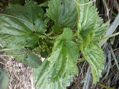 Urtica australis