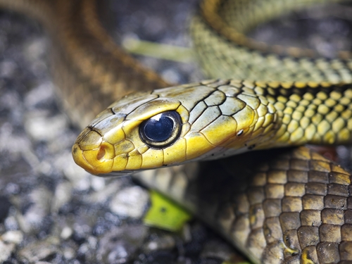 Big-Eyed Ratsnake