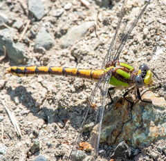 Ophiogomphus bison