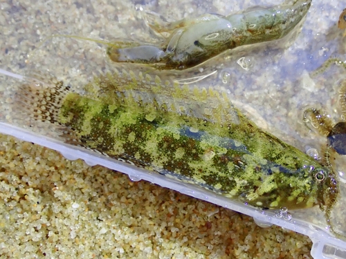 Crested Sabretooth Blenny