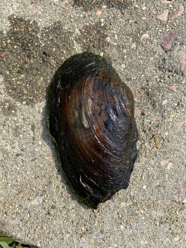 Giant Floater