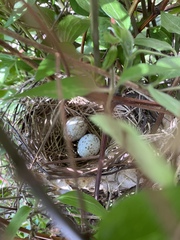 Cardinalis cardinalis