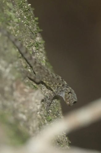 Chan-ard’s Rock Gecko, Cnemaspis chanardi