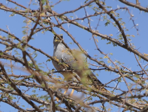 Eastern Chanting-Goshawk