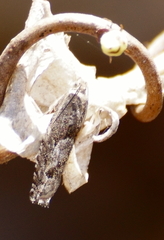 Pseudexentera spoliana