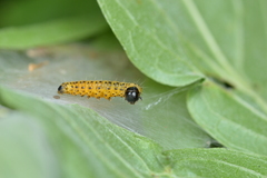 Archips rileyana