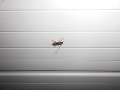 Gnomidolon elegantulum