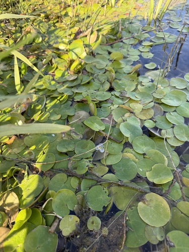 European Frog-bit