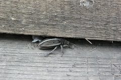 Dorcadion holosericeum