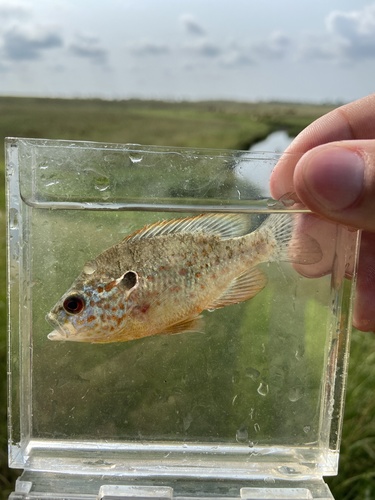 Orangespotted Sunfish