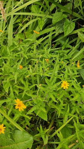 Hairy Wedelia