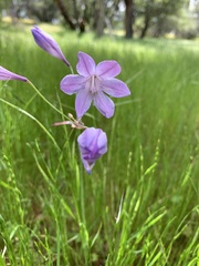Triteleia