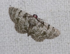 Dyscheralcis crimnodes