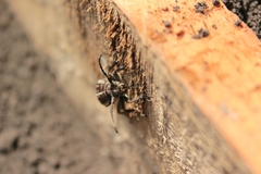 Dorcadion holosericeum