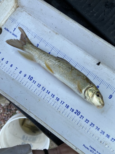 White Sucker
