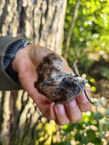 Bank Vole
