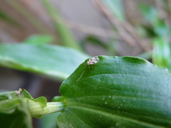 Stephanitis pyrioides