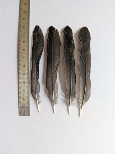 Plume de Merle noir