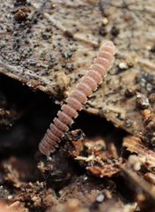 Pyrgodesmidae