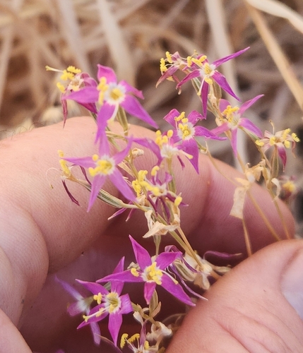 Zeltnera venusta observed 2026-07-31