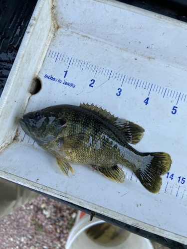 Green Sunfish