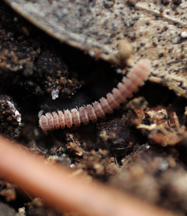 Pyrgodesmidae from Fox Sparrow Ave, Weeki Wachee, FL, US on May 6, 2020