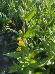 Diplacus clevelandii